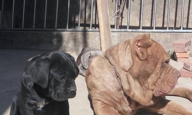 探究以卡斯罗公母的区别及其意义(解析以卡斯罗公母的特征与应用) 探究以卡斯罗公母的区别及其意义(解析以卡斯罗公母的特征与应用)