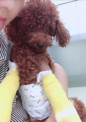 泰迪腿断了如何补充营养(全面营养摄入助力泰迪康复) 泰迪腿断了如何补充营养(全面营养摄入助力泰迪康复)