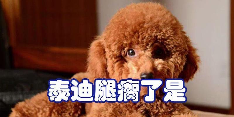 泰迪腿断了如何补充营养(全面营养摄入助力泰迪康复) 泰迪腿断了如何补充营养(全面营养摄入助力泰迪康复)