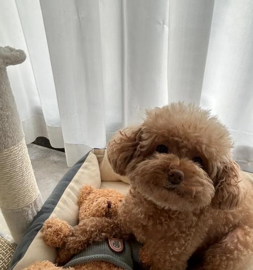 狗狗的蛋白补充（通过饮食补充蛋白质，让你的狗狗保持健康和活力）