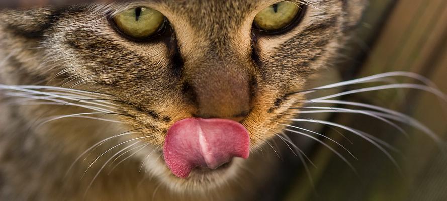 猫咪的鼻子像什么东西？（探索猫咪鼻子的奥秘，揭示其神奇相似之处）