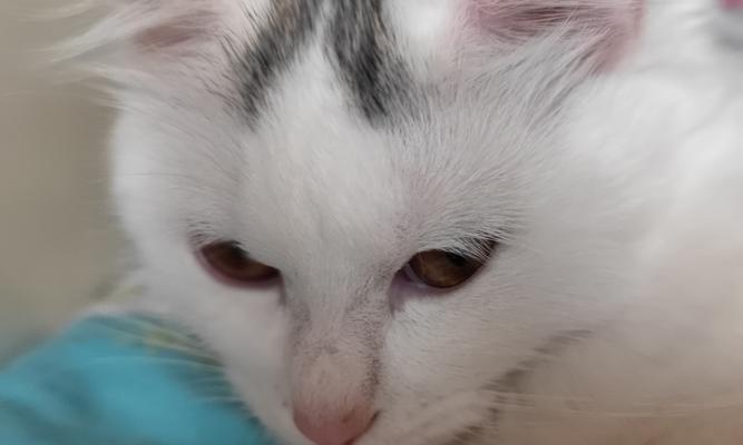 猫咪鼻子像什么？揭秘多种奇妙比喻与相似之处