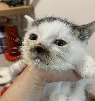 猫咪的鼻子像什么东西？（探索猫咪鼻子的奥秘，揭示其神奇相似之处）