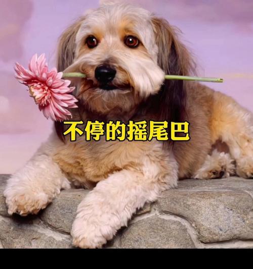 狗狗追尾巴的原因解析：从生理需求到心理动机