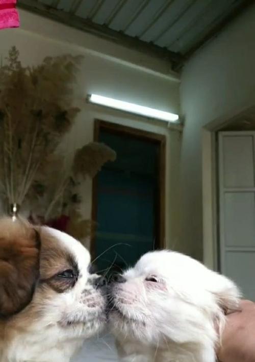 狗狗为什么不喜欢亲亲？（探索狗狗不喜欢亲亲的原因及解决方法）