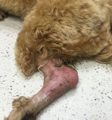 为什么狗狗要咬自己的腿?(探究狗狗咬腿行为的原因和解决方法) 为什么狗狗要咬自己的腿?(探究狗狗咬腿行为的原因和解决方法)