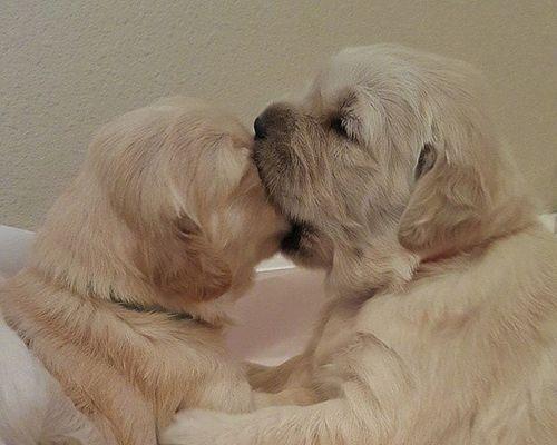 狗狗为什么不喜欢亲亲？（探索狗狗不喜欢亲亲的原因及解决方法）