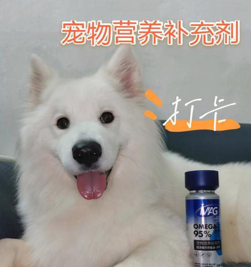 以ro什么宠物吃宠物饲料？（探讨适合不同宠物食用宠物饲料的优势和注意事项）