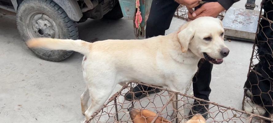 拉布拉多犬健康饮食指南：营养需求与科学搭配要点