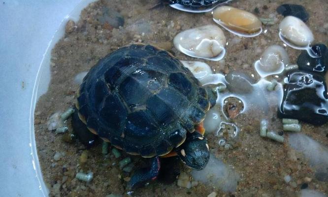 小乌龟吃什么？全面解析乌龟饮食需求与科学喂养技巧