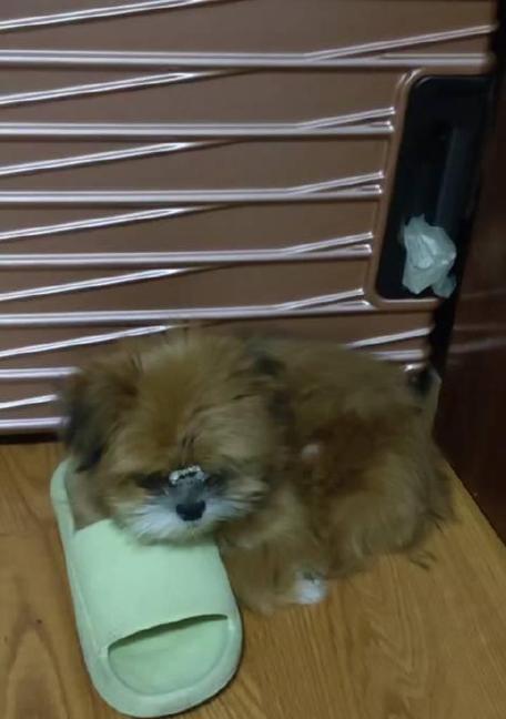 为什么狗狗那么喜欢拖鞋?(揭秘狗狗喜欢拖鞋的原因及解决方法) 为什么狗狗那么喜欢拖鞋?(揭秘狗狗喜欢拖鞋的原因及解决方法)