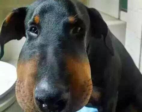 狗狗抗拒亲亲的深层原因与正确亲近方法解析