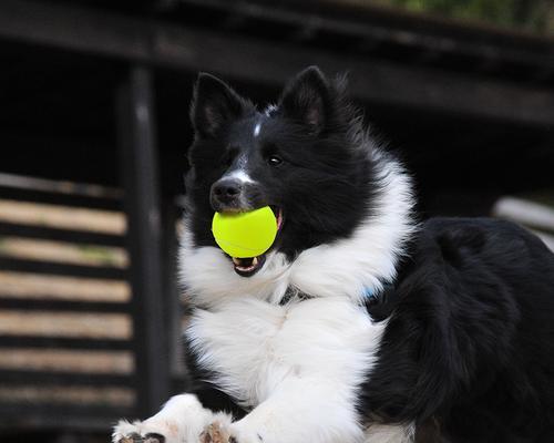 小狗训练中最适合的球类及其好处（以网球为例，揭秘小狗训练中最佳球类选择和方法）