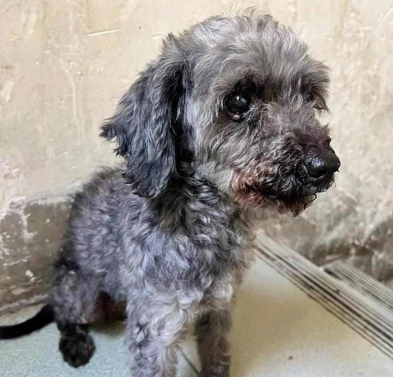 灰泰迪配对(探索灰泰迪配对的新颜色宇宙) 灰泰迪配对(探索灰泰迪配对的新颜色宇宙)