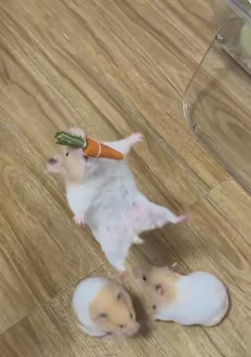 黑熊与金丝熊的交配(黑熊与金丝熊交配的后代特征及其生态意义) 黑熊与金丝熊的交配(黑熊与金丝熊交配的后代特征及其生态意义)