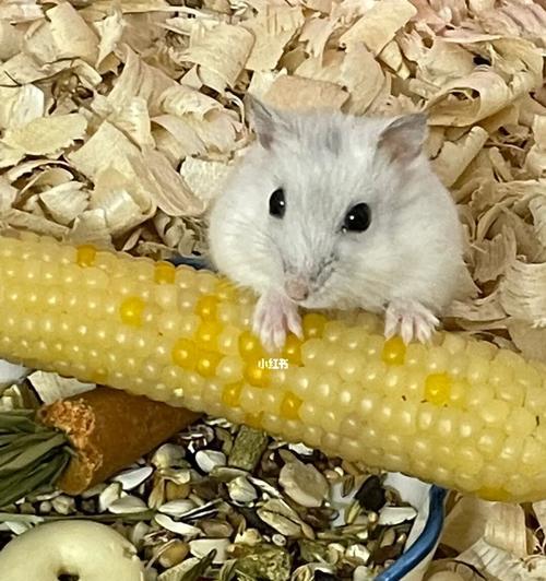 仓鼠浴沙的清新香气（让你的仓鼠拥有宜人的沐浴体验）