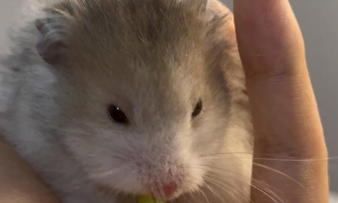 黑熊与金丝熊的交配(黑熊与金丝熊交配的后代特征及其生态意义) 黑熊与金丝熊的交配(黑熊与金丝熊交配的后代特征及其生态意义)