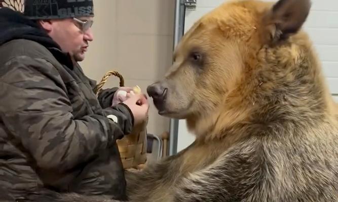 黑熊与金丝熊的交配(黑熊与金丝熊交配的后代特征及其生态意义) 黑熊与金丝熊的交配(黑熊与金丝熊交配的后代特征及其生态意义)