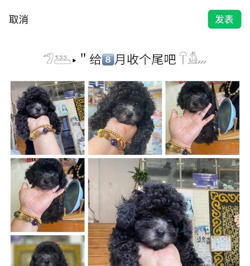 灰泰迪配对(探索灰泰迪配对的新颜色宇宙) 灰泰迪配对(探索灰泰迪配对的新颜色宇宙)