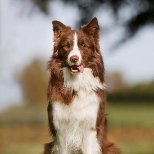 生长犬的特征及培养方法（探索幼犬成长的奥秘，助力犬主培养健康快乐的宠物犬）