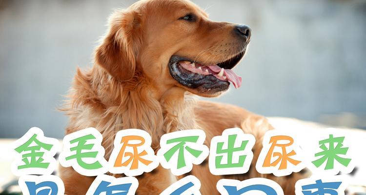 探究金毛尿为什么是白色（解密金毛尿液的成分和特点）