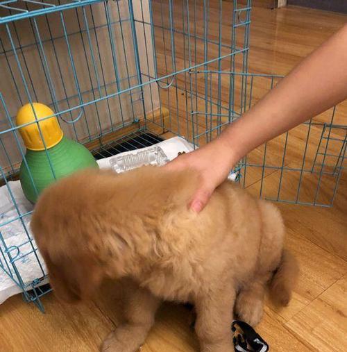 金毛尿白色原因解析：成分、健康与日常护理