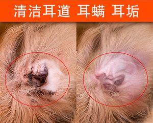 宠物泰迪幼犬的饮水需求解析(泰迪犬对不同水源的适应能力及建议) 宠物泰迪幼犬的饮水需求解析(泰迪犬对不同水源的适应能力及建议)