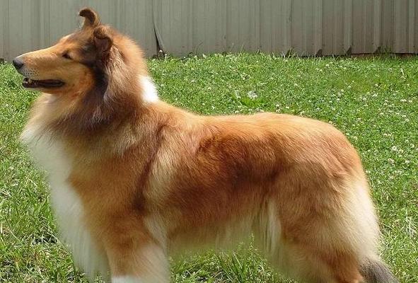 幼犬成长特征与科学培养全攻略：助力培养健康快乐宠物犬