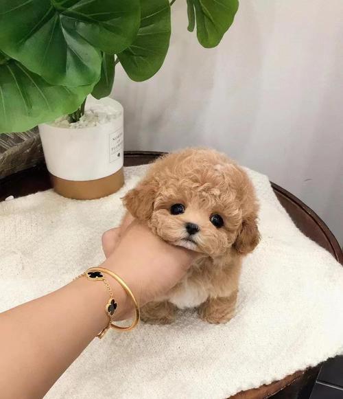 宠物泰迪幼犬的饮水需求解析(泰迪犬对不同水源的适应能力及建议) 宠物泰迪幼犬的饮水需求解析(泰迪犬对不同水源的适应能力及建议)