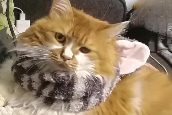 犬猫肺源性心肌病 犬猫肺源性心肌病