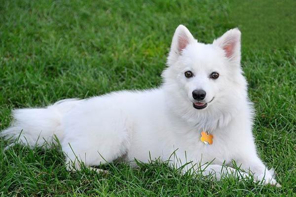 犬猫先天性凝血功能障碍治疗方案