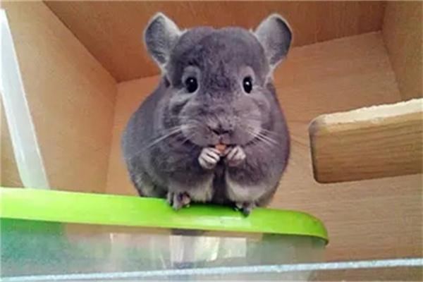 龙猫年龄辨别技巧：从体型毛发牙齿行为综合判断