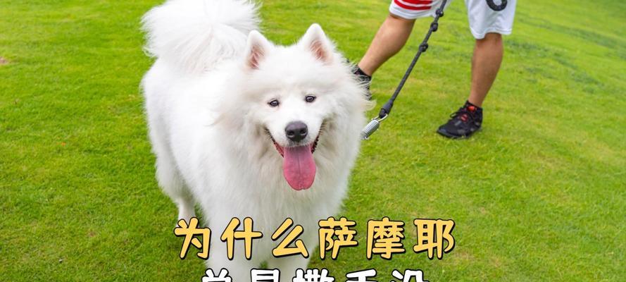 为何萨摩不爱玩球（探寻萨摩独特的游戏偏好）