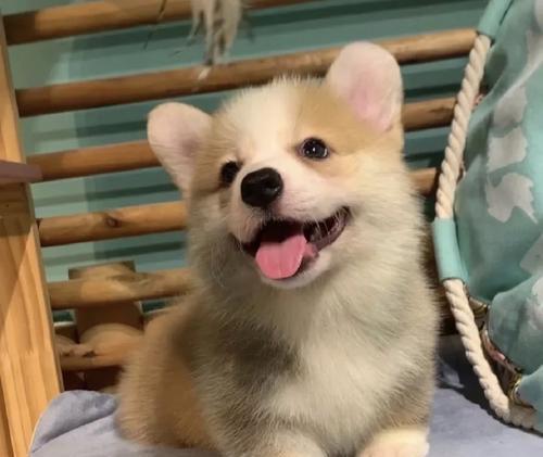 纯种柯基犬的品种特色与鉴别方法全解析