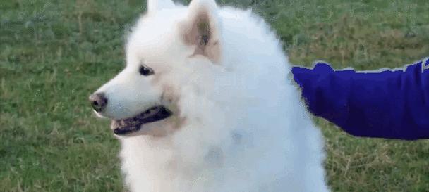 与人亲近的宠物动物，选择上有讲究（宠物动物如何选择？咬人是不能容忍的！）