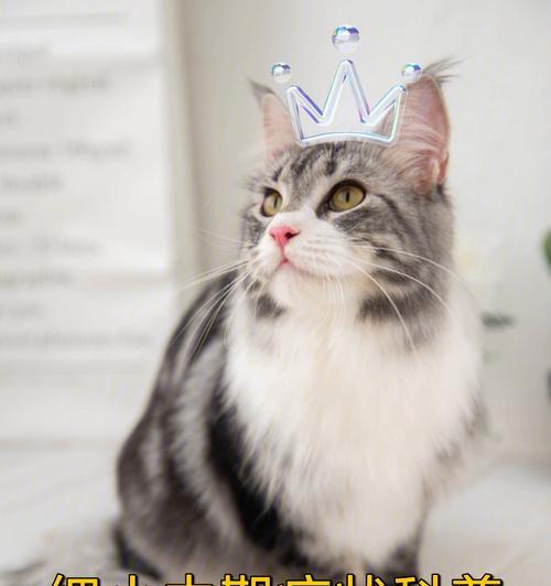 慢性细小症状全面解析（了解慢性细小症状及其治疗关键）