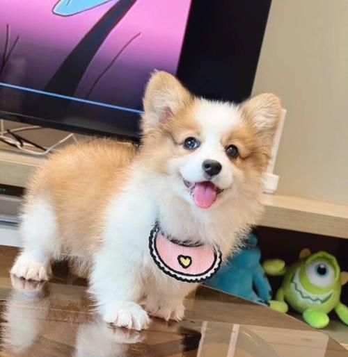 深入了解柯基犬（揭秘柯基犬的纯种定义和品种特色）