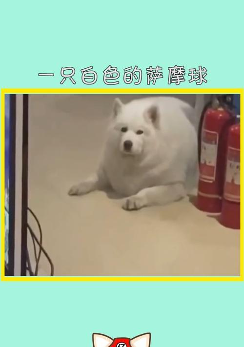 萨摩犬为何不爱玩球？揭秘它们独特的游戏偏好与天性