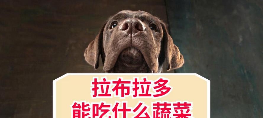 拉布拉多犬吃什么肉好？肉类营养需求与科学喂养指南