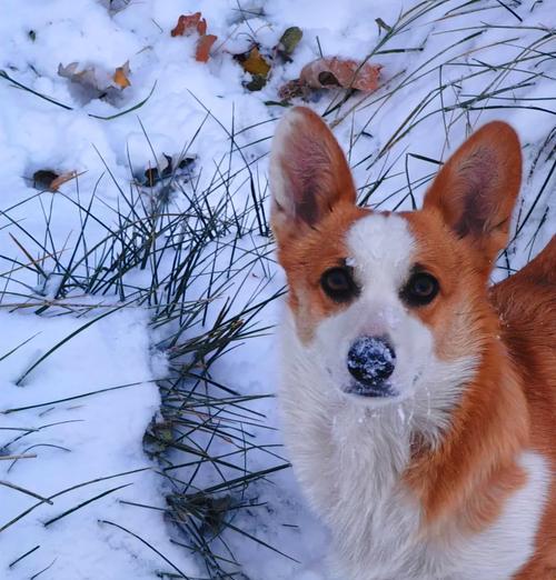 深入了解柯基犬（揭秘柯基犬的纯种定义和品种特色）