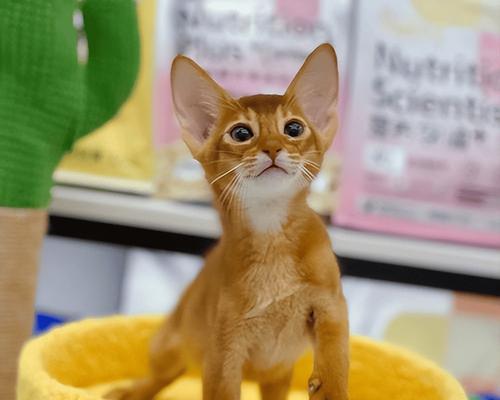 与人亲近的宠物动物，选择上有讲究（宠物动物如何选择？咬人是不能容忍的！）