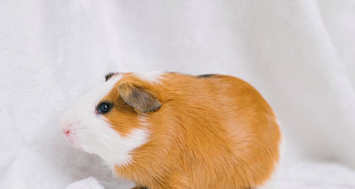 如何挑选不咬人的宠物？15种温顺动物推荐与选择指南