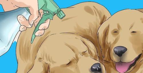 如何防止狗狗打架？建立和谐犬群关系的方法与社交技巧