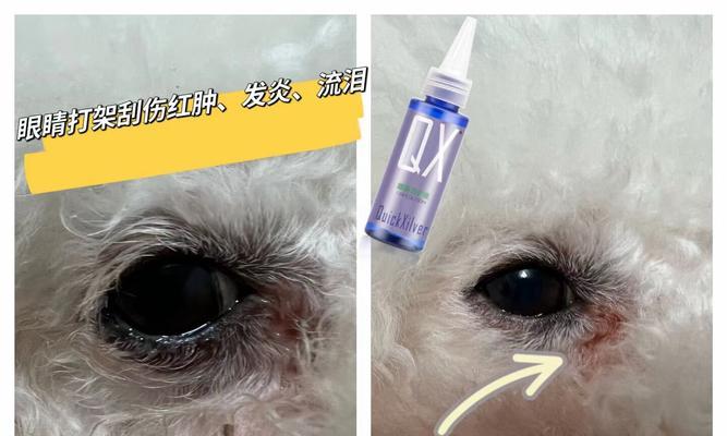 如何防止狗狗打架——建立和谐的犬群关系（培养社交技巧，预防犬只冲突）