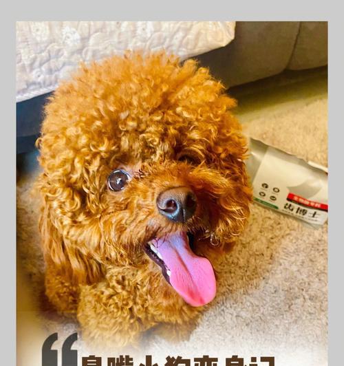 消除狗身臭味的实用方法与日常护理技巧