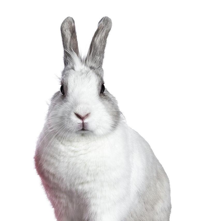 灰白兔子品种解析：独特魅力与饲养指南全揭秘