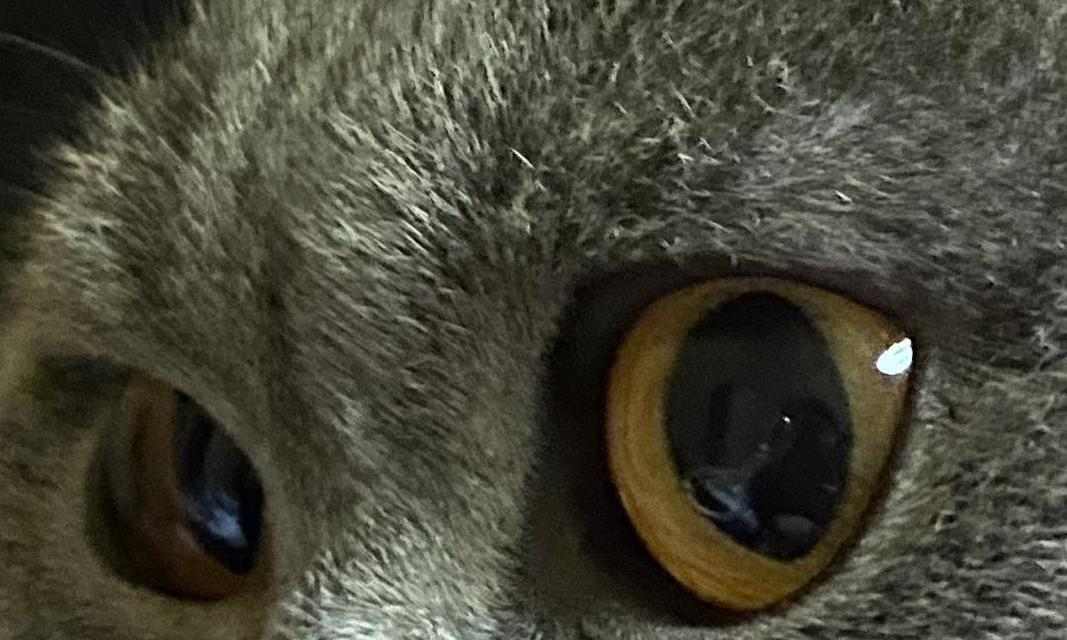 猫眼下的世界（透过猫眼看世界的秘密）