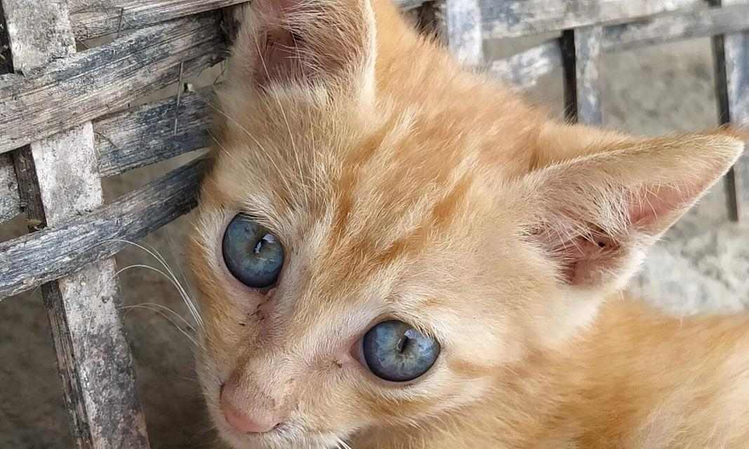 猫眼下的世界（透过猫眼看世界的秘密）