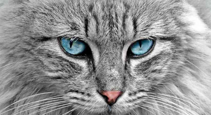 猫眼奥秘全解析：瞳孔变化、夜视能力与情绪密码