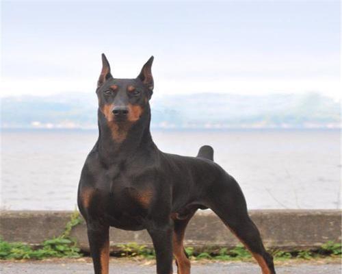 罗威纳犬裁耳的原因及争议（了解为何罗威纳犬需要裁耳并探讨相关争议）